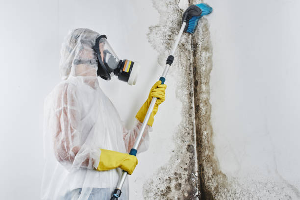 Mold Odor Removal Services in Orange, CA