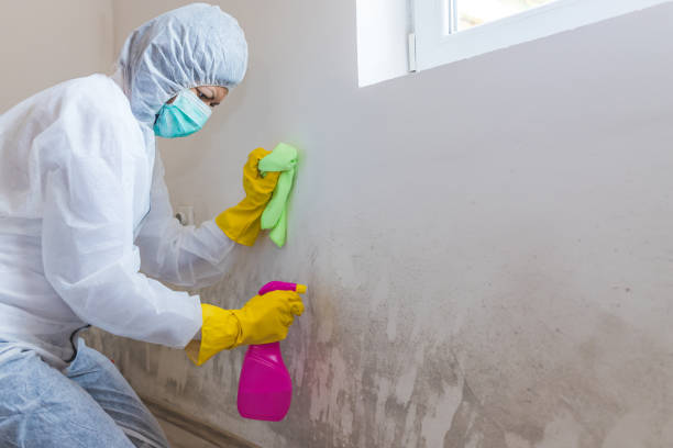 Trusted Orange, CA Mold Removal & Remediation Experts